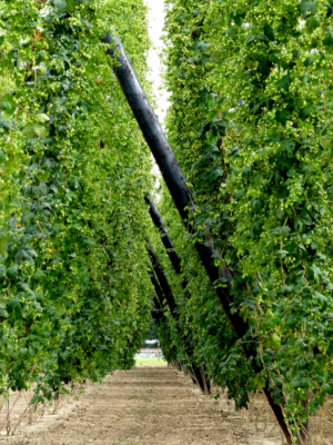 Hopveld Brouwerij Palm