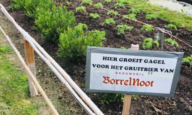 gruitig grietje 