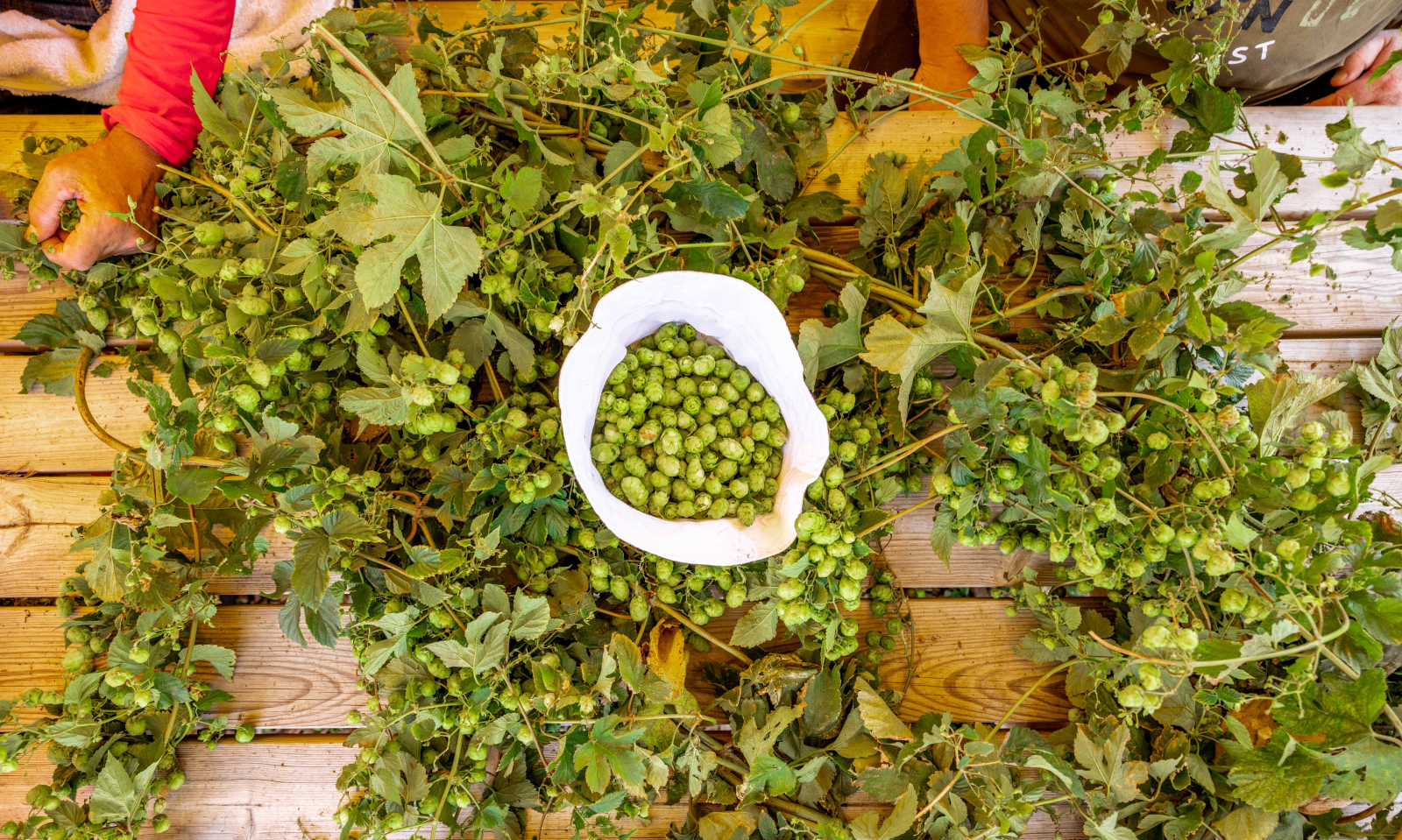 Gulpener Hopoogst tijdens een vorige editie van het HopFest