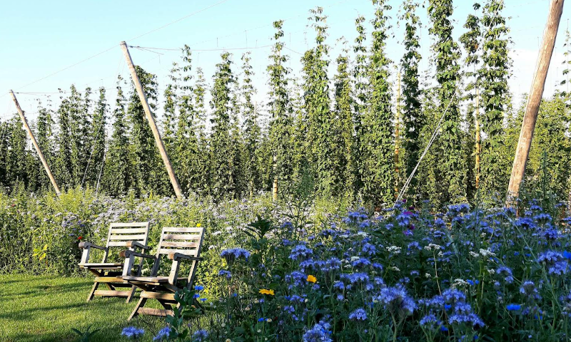 Hopranken in Brabant met twee houten stoelen en wat bloemen ervoor